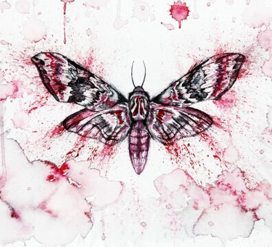 red, moth, butterfly-4500348.jpg