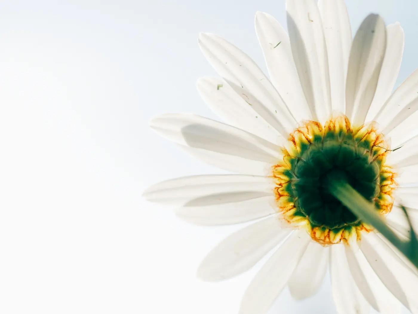 A white daisy seen from below, against a clear sky